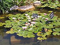 Esmeralda (fam Nympheas) (Obt. Latour-Marliac 1912) (00) (Photo F. Mrugala)
